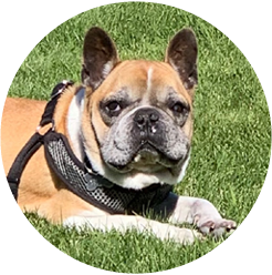 bruno the dog sunbathing in the grass